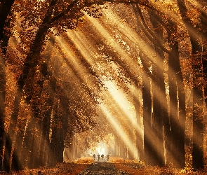 Drzewa, Las, Liście, Przebijające światło, Słoneczne, Ścieżka, Jesień