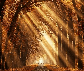 Ścieżka, Słoneczne, Drzewa, Liście, Przebijające światło, Las, Jesień
