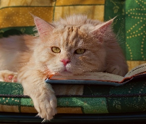Kanapa, Książka, Kot