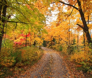 Droga, Jesień, Liście, Drzewa, Krzewy, Kolorowe, Las