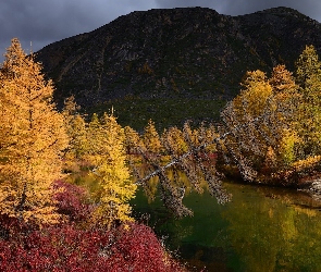Rzeka, Pożółkłe, Góry, Jesień, Rosja, Kołyma, Drzewa, Magadan, Purga