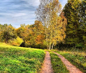 Łąka, Jesień, Ścieżka, Drzewa, Droga