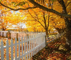 New Hampshire, Canterbury, Drzewa, Stany Zjednoczone, Shaker Village, Jesień, Ogrodzenie