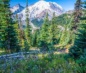 Drzewa, Góry, Stany Zjednoczone, Park Narodowy Mount Rainier, Kwiaty, Stan Waszyngton, Świerki