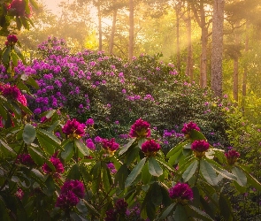 Park, Przebijające światło, Rododendron, Krzewy, Różanecznik, Drzewa