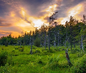 Wschód słońca, Roślinność, Las, Drzewa