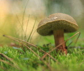 Grzyb, Igliwie, Podgrzybek marmurkowy