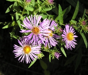 Zielone, Listki, Aster