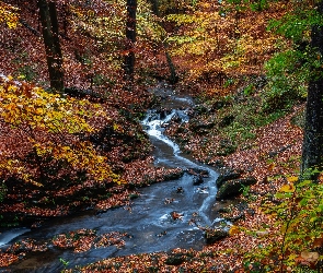Las, Potok, Jesień, Drzewa, Roślinność, Kamienie
