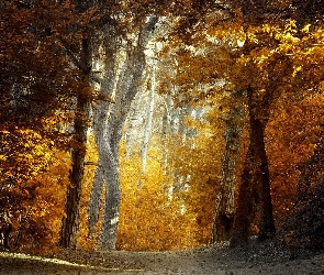 Las, Ścieżka, Drzewa, Pożółkłe, Jesień