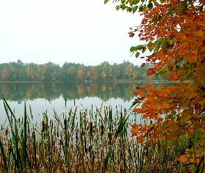 Kolorowe, Drzewo, Tatarak, Liście, Jezioro, Gałęzie