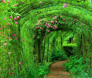 Ogród, Rośliny, Tunel
