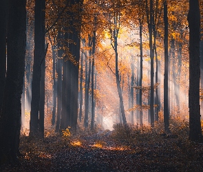 Las, Jesień, Przebijające światło, Liście, Drzewa, Pożółkłe