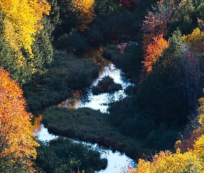 Las, Drzewa, Kolorowe, Jesień, Rzeka