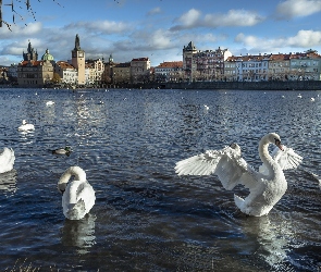 Łabędzie, Ptaki, Czechy, Wełtawa, Domy, Praga, Rzeka