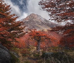 Góra, Skały, Drzewa, Jesień