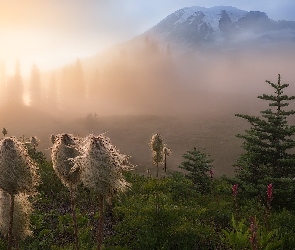 Stany Zjednoczone, Rośliny, Drzewa, Miądrzyga, Park Narodowy Mount Rainier, Stratowulkan Mount Rainier, Mgła, Przebijające światło, Stan Waszyngton, Góra