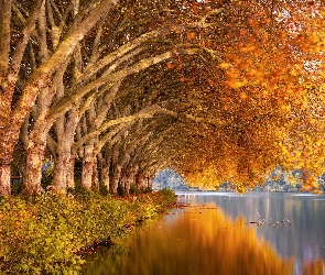Drzewa, Jesień, Trawy, Jezioro