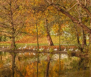 Jesień, Gęsi, Staw, Drzewa