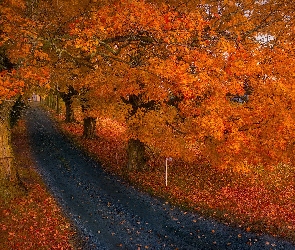 Jesień, Drzewa, Liście, Koło, Rude, Droga