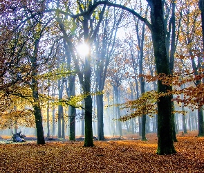 Las, Drzewa, Jesień, Mgła, Świt, Promienie słońca