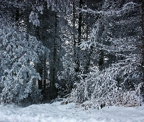 Las, Szron, Drzewa, Śnieg, Zima