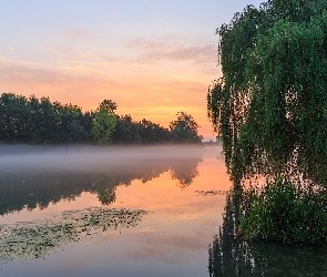 Drzewa, Zachód słońca, Mgła, Wierzba płacząca, Jezioro