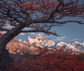 Argentyna, Jesień, Kolorowa, Park Narodowy Los Glaciares, Roślinność, Drzewa, Patagonia, Góry Andy, Szczyt Fitz Roy