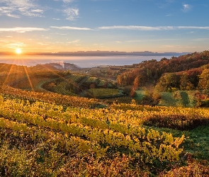 Badenia-Wirtembergia, Wschód słońca, Kaiserstuhl, Niemcy, Winnice, Wzgórza, Plantacja