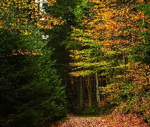 Jesień, Las, Ścieżka, Opadłe, Liście, Drzewa