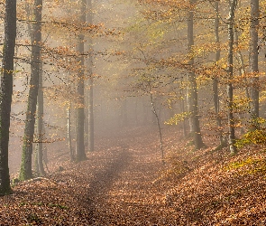 Liście, Opadłe, Las, Drzewa, Ścieżka, Jesień, Mgła