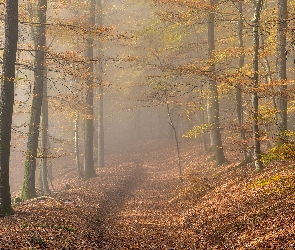 Las, Jesień, Drzewa, Ścieżka, Opadłe, Liście, Mgła