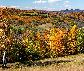 Wzgórze, Drzewa, Kolorowe, Lasy, Jesień