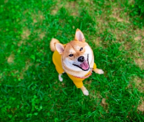 Akita inu, Pies