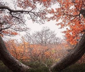 Jesień, Mgła, Pnie, Drzewa