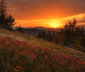 Góry, Lasy, Polska, Roślinność, Beskid Żywiecki, Drzewa