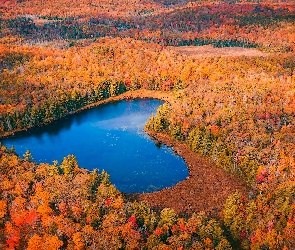 Lasy, Jezioro, Kanada, Z lotu ptaka, Drzewa, Ontario, Jesień