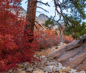 Park Narodowy Zion, Czerwony, Roślinność, Krzew, Drzewo, Skały, Stan Utah, Stany Zjednoczone, Jesień