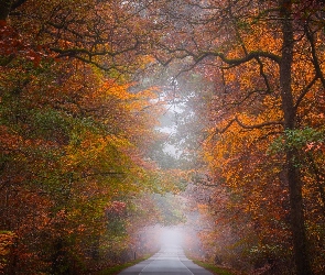 Las, Mgła, Drzewa, Jesień, Droga