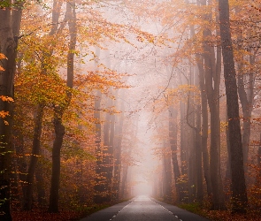 Las, Droga, Jesień, Pożółkłe, Liście, Drzewa