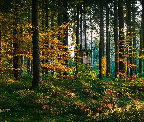 Jesień, Domek, Drzewa, Drabina, Las