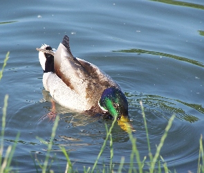 Jezioro, Kaczka krzyżówka