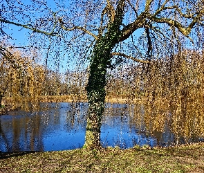 Jesień, Park, Wierzby płaczące, Staw