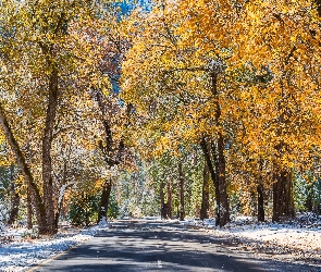 Droga, Śnieg, Jesień, Drzewa