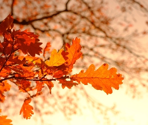Drzewo, Jesień, Dąb, Liście, Gałąź