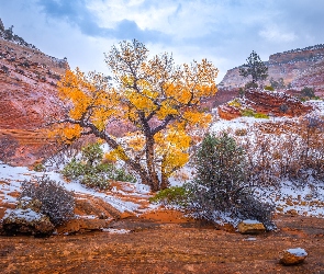 Park Narodowy Zion, Stan Utah, Góry, Stany Zjednoczone, Skały, Krzewy, Śnieg, Pożółkłe, Drzewo