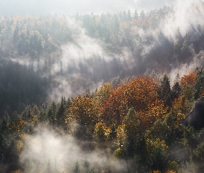 Jesień, Mgła, Las, Drzewa, Góry