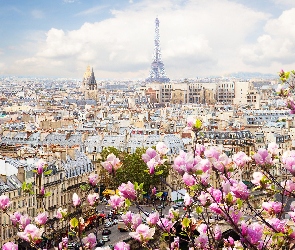 Wieża Eiffla, Francja, Magnolia, Paryż, Wiosna