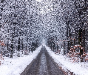 Las, Zima, Drzewa, Droga, Śnieg