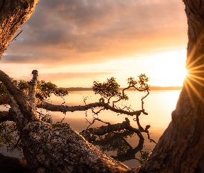 Weyba Lake, Queensland, Australia, Konary, Promienie słońca, Skała, Drzewo, Jezioro